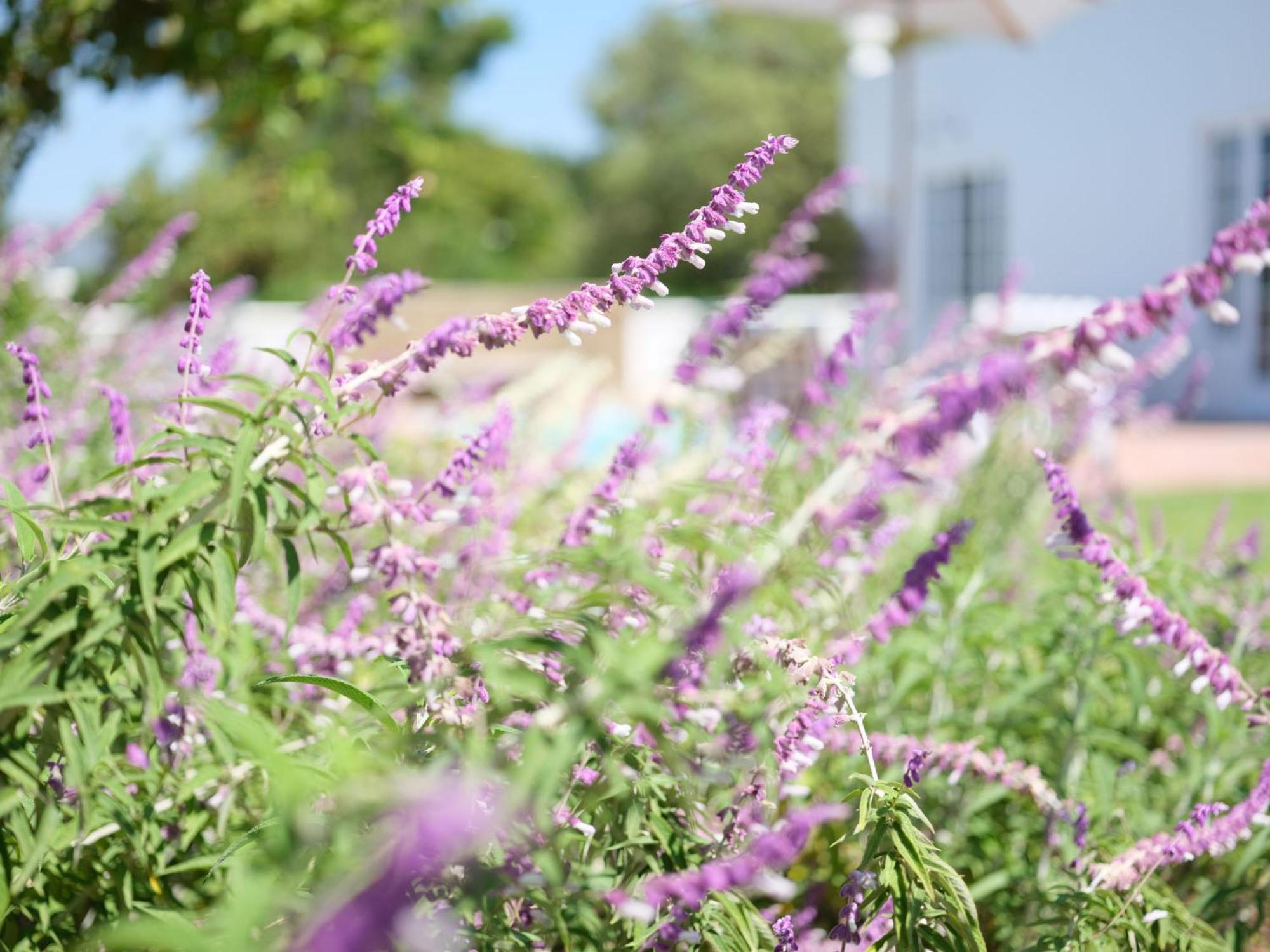 Adara Palmiet Valley Luxurious Boutique Farm Hotel Paarl Exterior photo